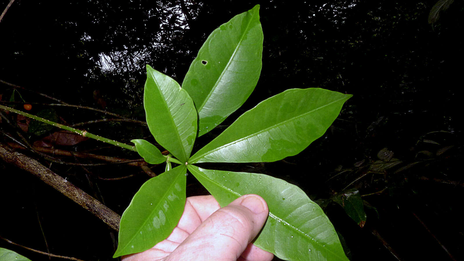 Image of devil's-pepper