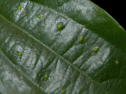 Image of Passiflora talamancensis Killip