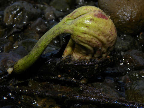 Image of Wild Cashew