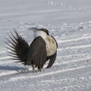 Image of Greater Sage Grouse