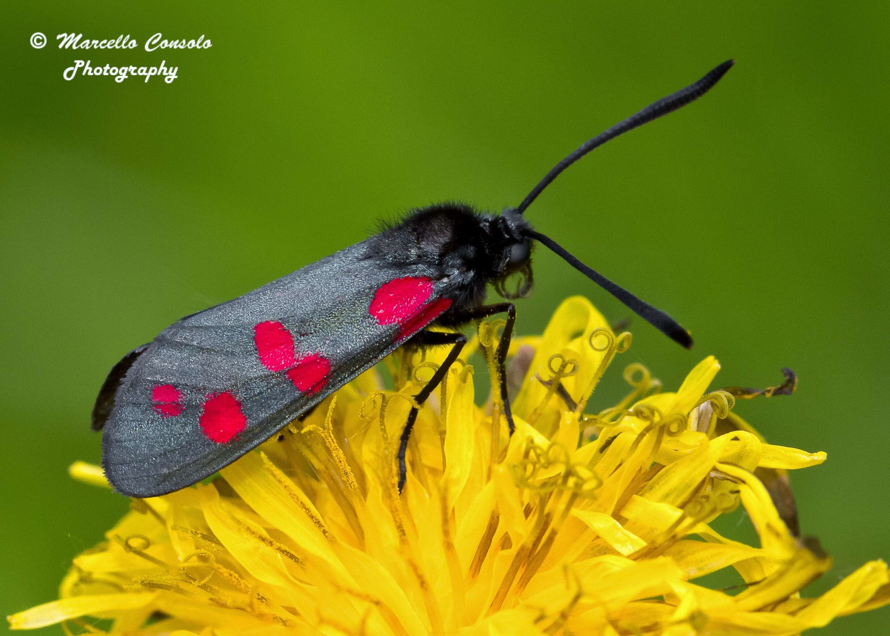 Слика од Zygaena