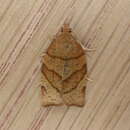 Image of barred fruit-tree tortrix