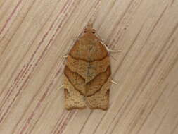 Image of barred fruit-tree tortrix