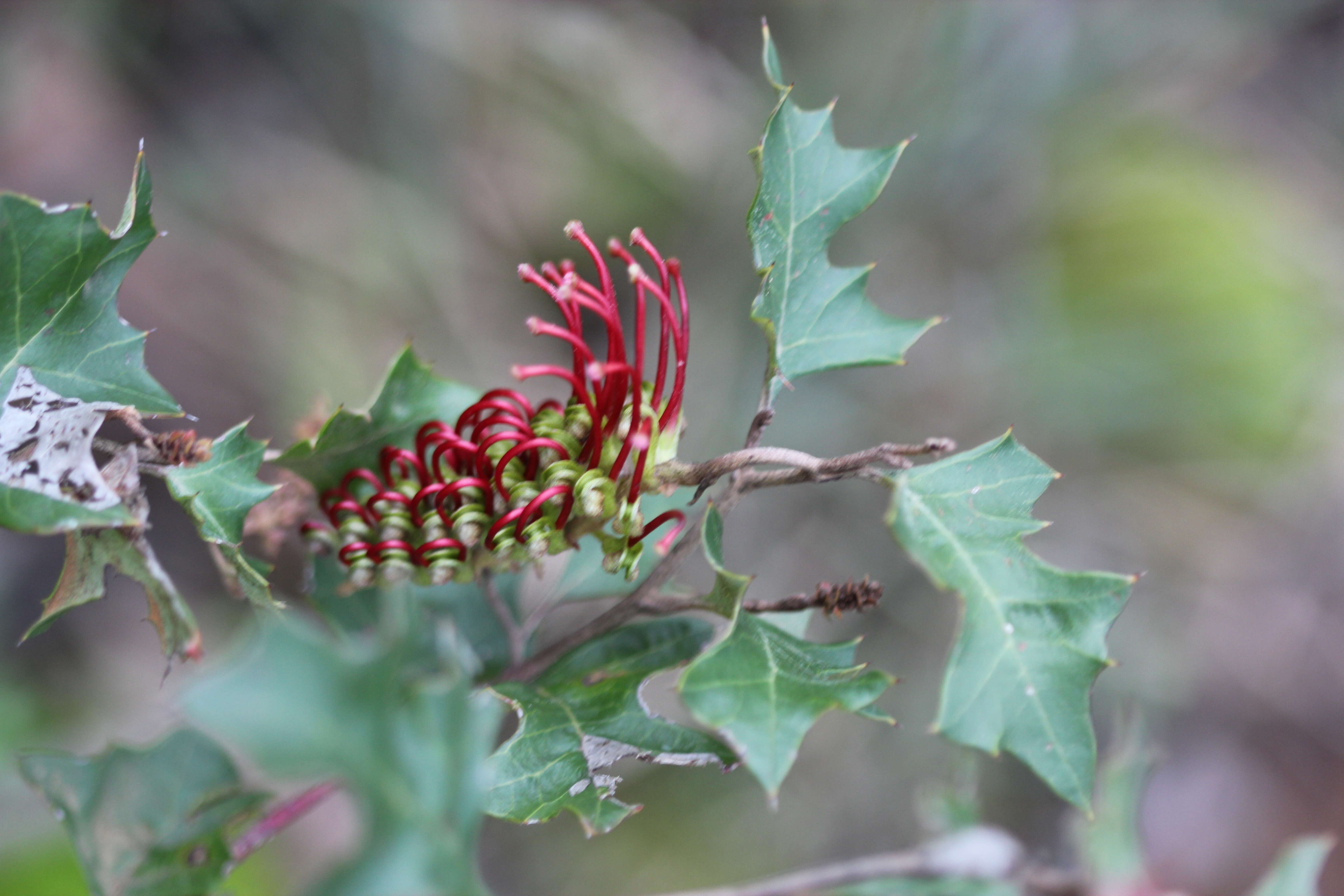 Plancia ëd Grevillea steiglitziana N. A. Wakefield