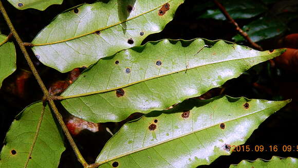 Imagem de Picramnia glazioviana Engl.