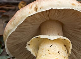 Imagem de Agaricus porphyrizon P. D. Orton 1960