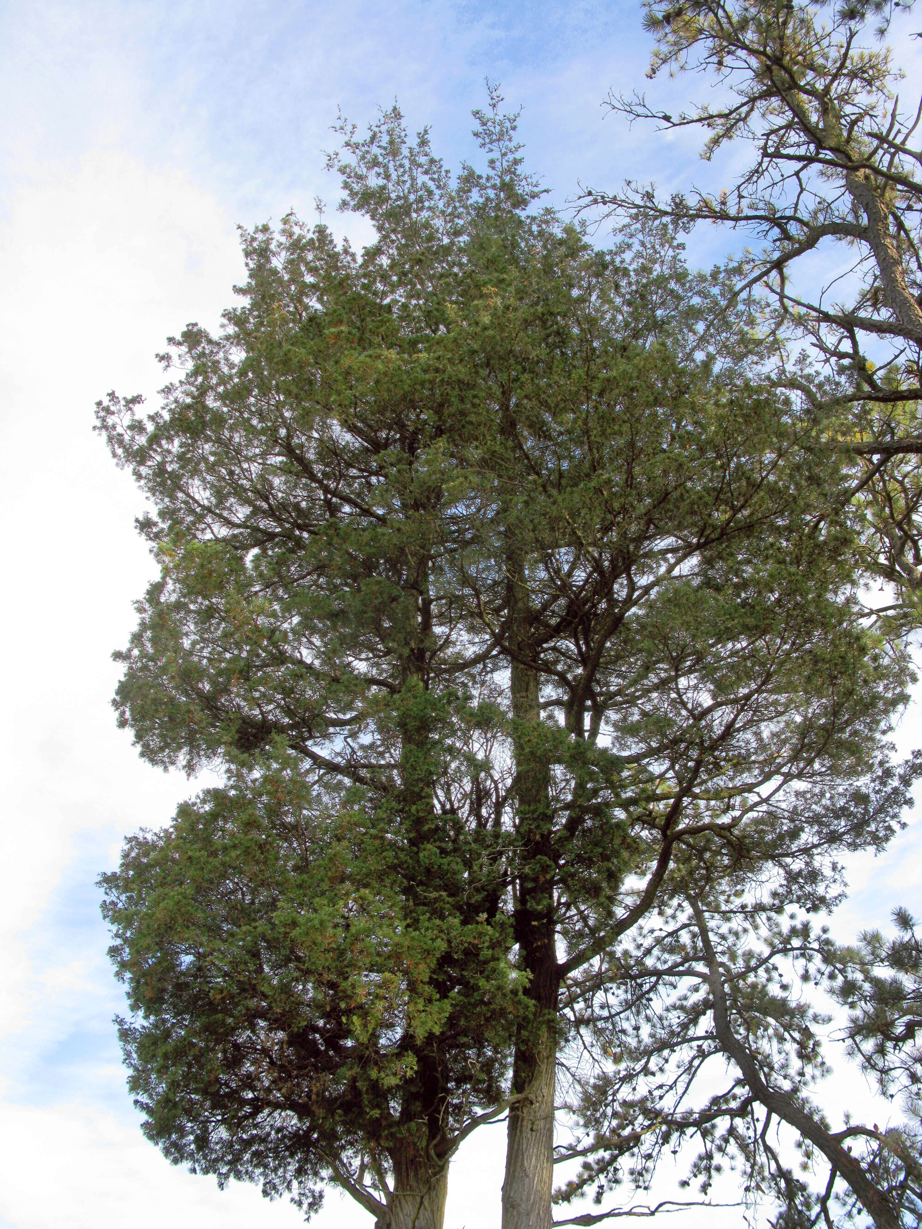 Image of Atlantic White Cedar