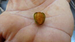 Image of Vitex hypoleuca Schauer