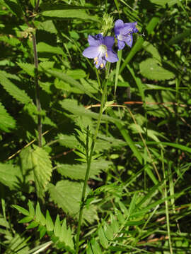 Image of Jacob's Ladder