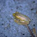Image of Boettger's Reed Frog