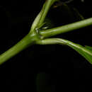 Image de Psychotria tenerior (Cham.) Müll. Arg.