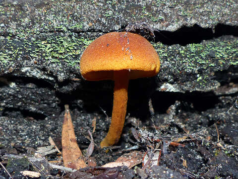 Image of Gymnopilus