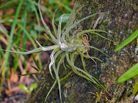 Image of Octopus plant