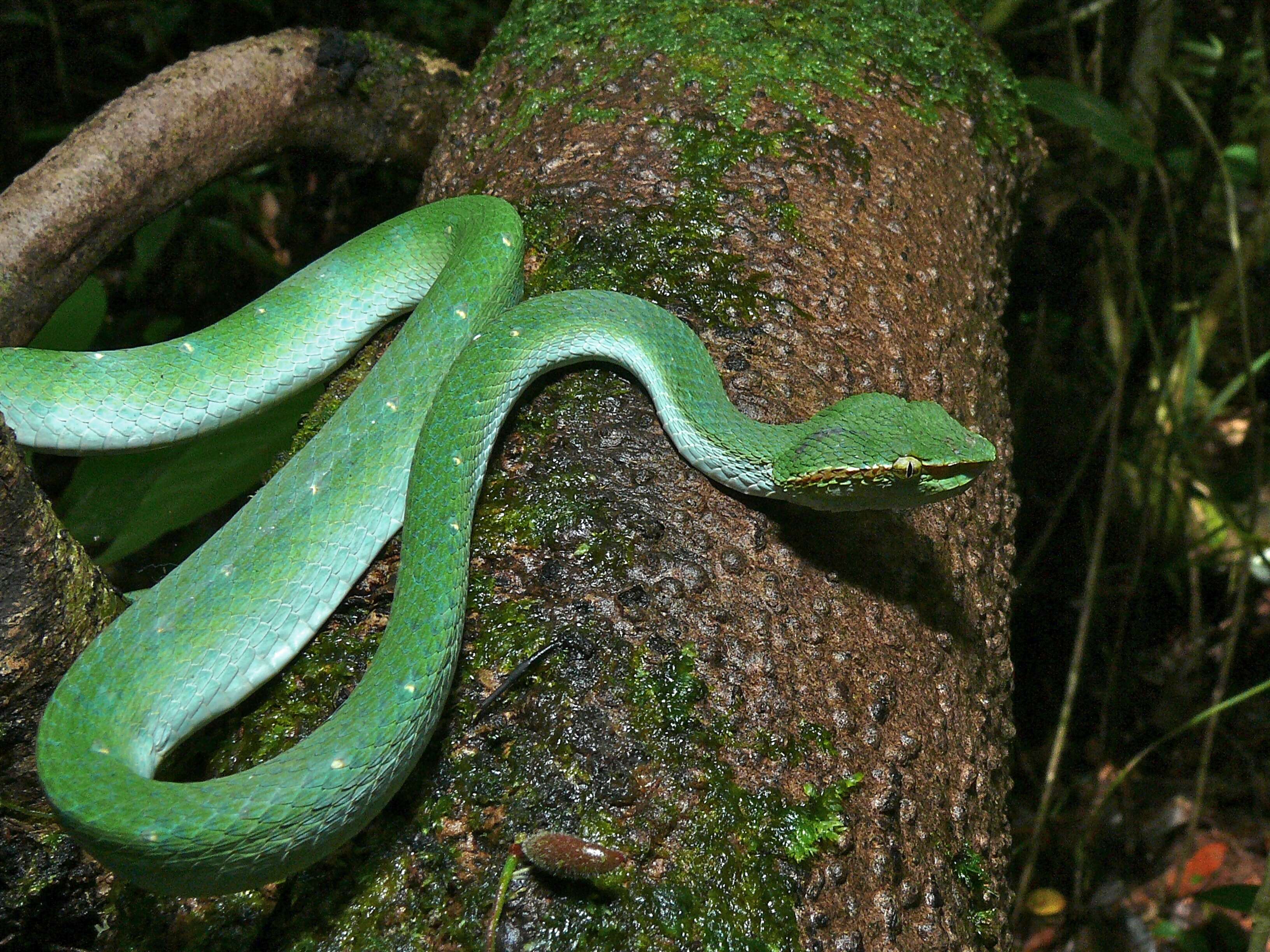 Image de Tropidolaemus subannulatus (Gray 1842)