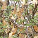 Sivun Senegalia mellifera (Vahl) Seigler & Ebinger kuva