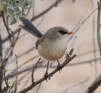 Image of fairywrens and relatives