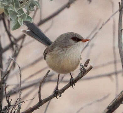 Image of Purple-backed Fairywren