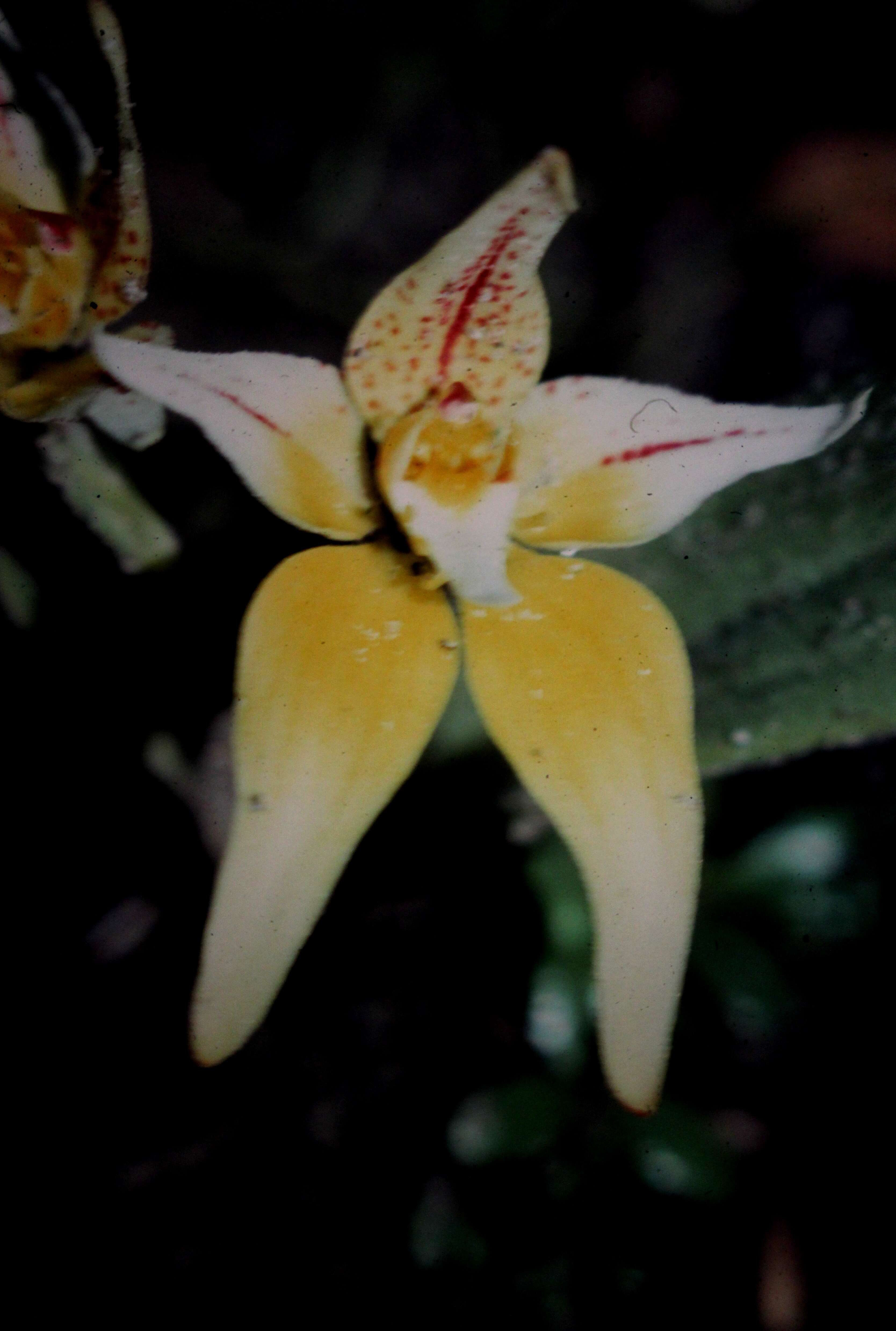 Caladenia flava R. Br.的圖片