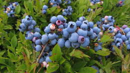 Image of blueberry