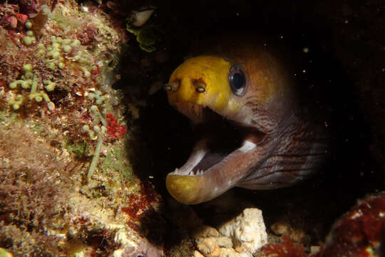 Image of Banded moray