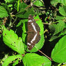 Image of white admiral