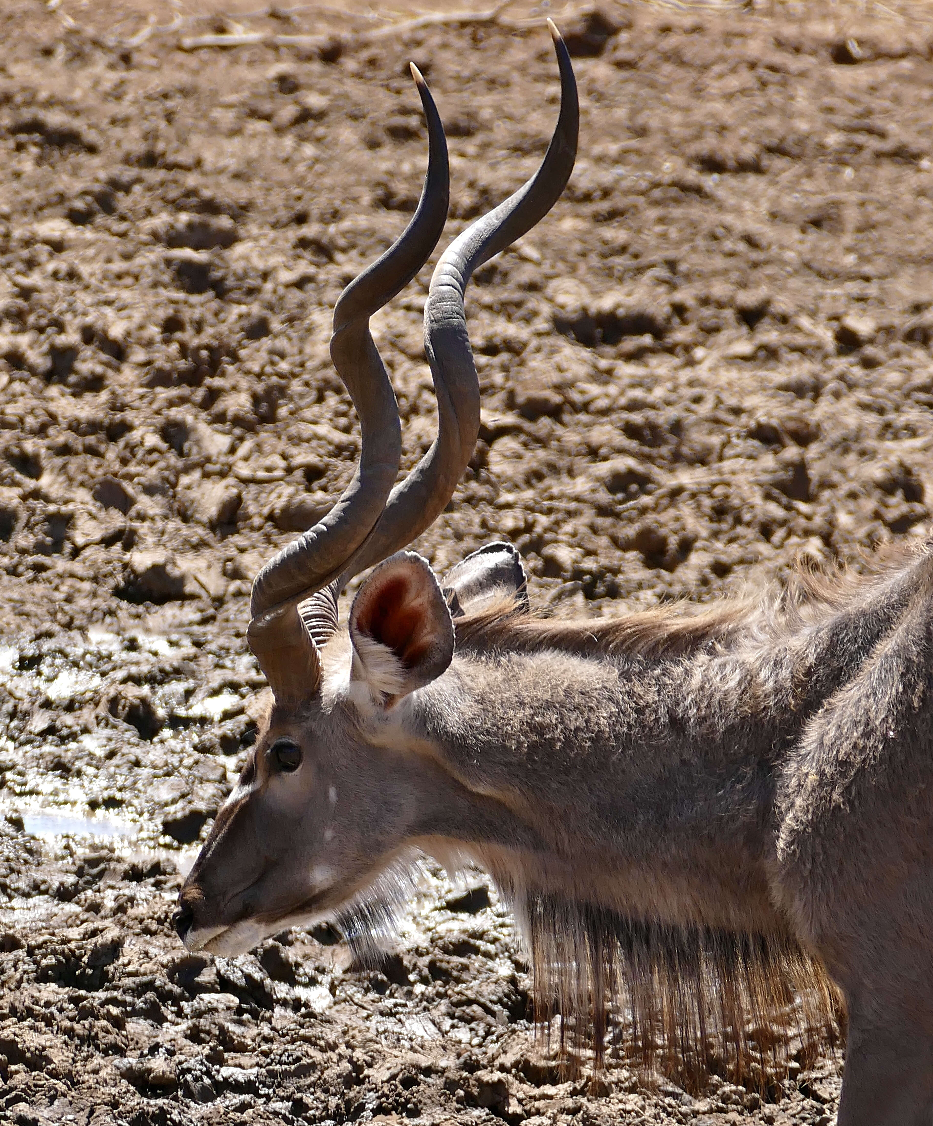 Image of Spiral-horned Antelope