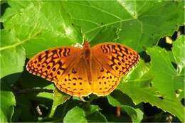 Image of Greater Fritillaries