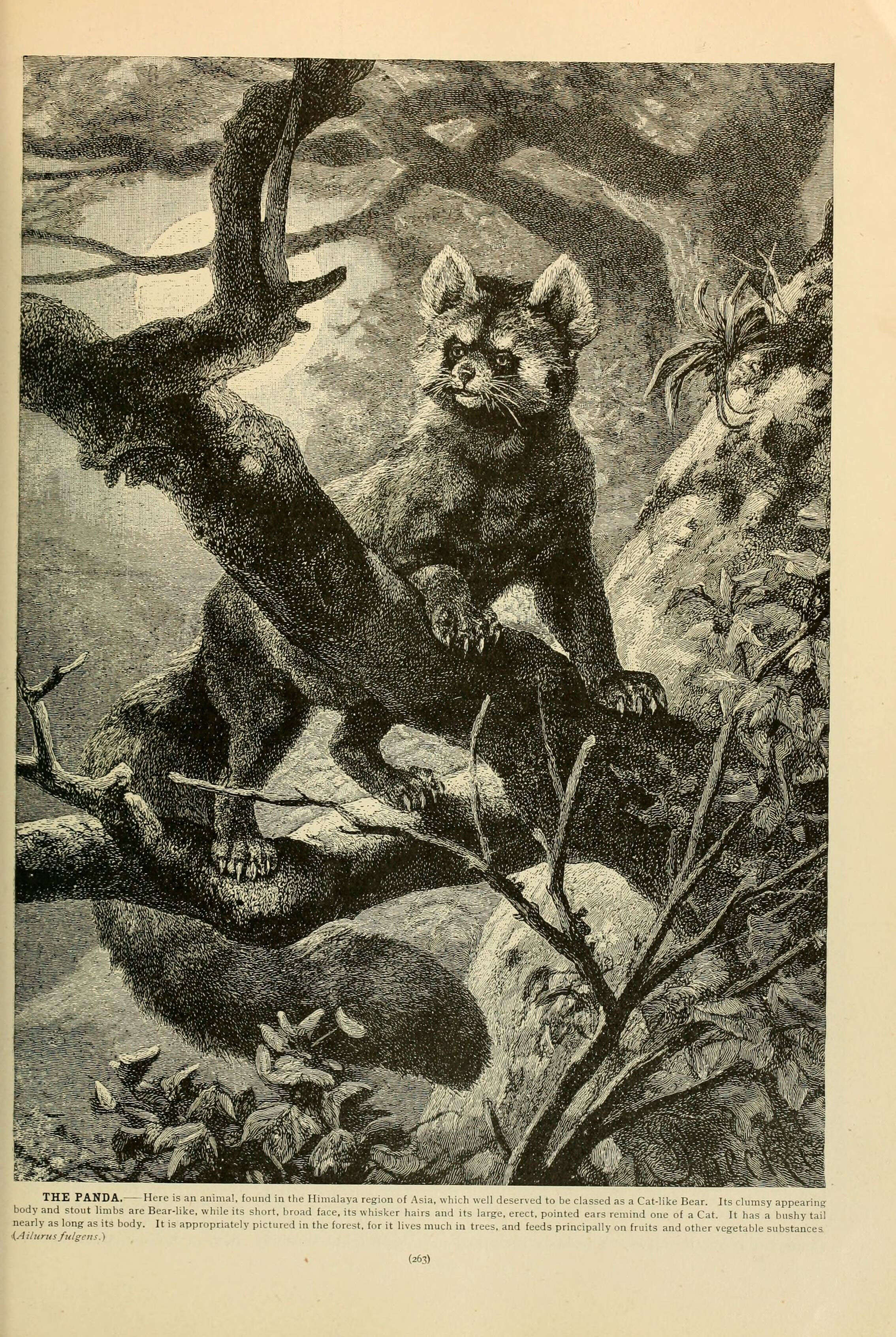 Imagem de Ailuridae Gray 1843
