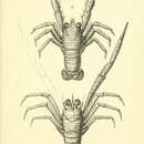 Image of Galathea australiensis Stimpson 1858