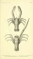 صورة Galatheoidea Samouelle 1819