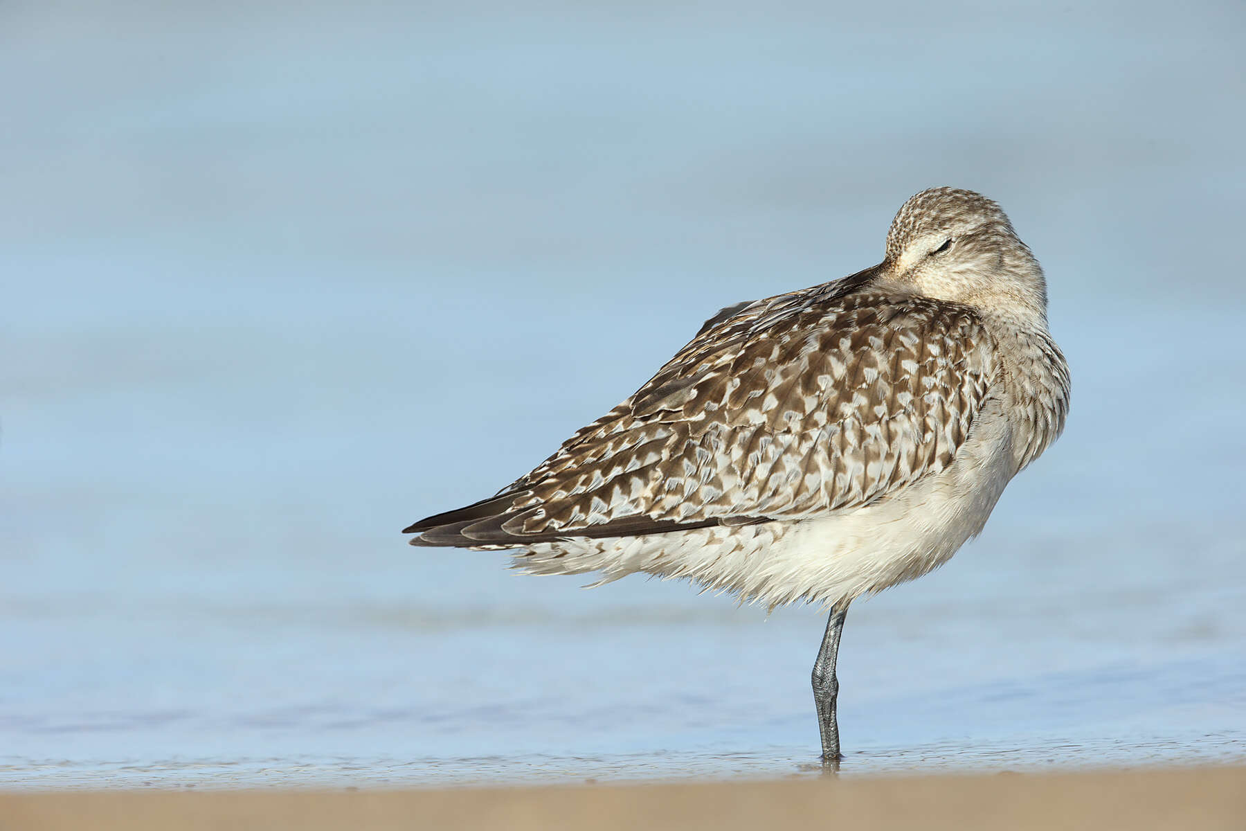 Image of Limosa Brisson 1760