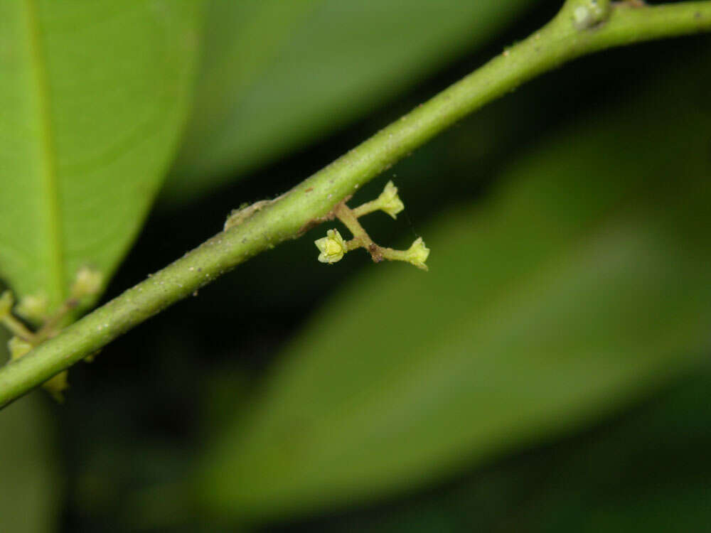 Image of Hyperbaena leptobotryosa (Donn. Smith) Standl.