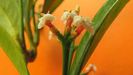 Image of Ixora muelleri Bremek.