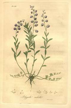 Image of Racemed Milkwort