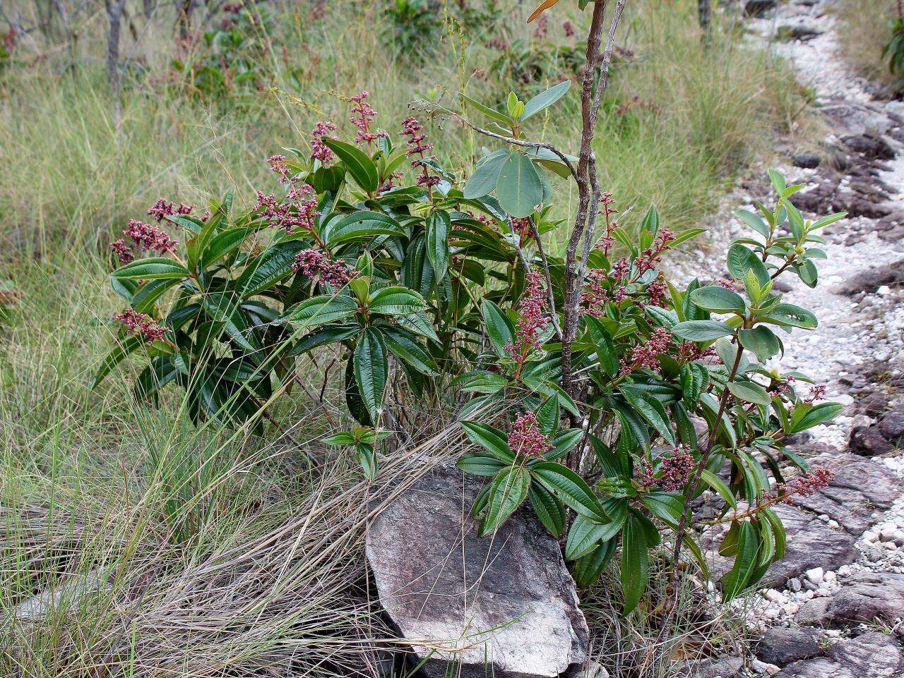 Image of Miconia ciliata (L. Rich.) DC.