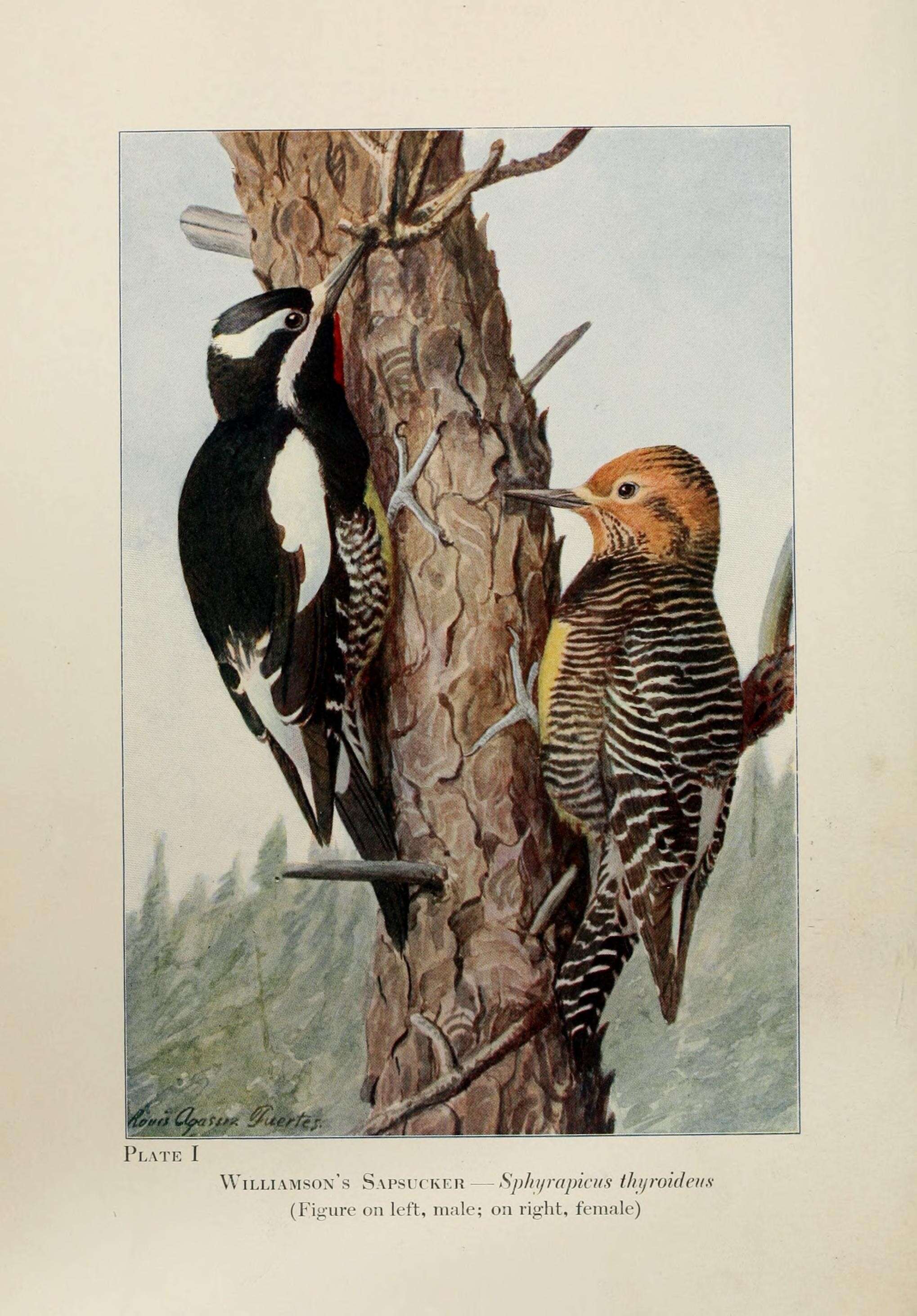 Image of Williamson's Sapsucker