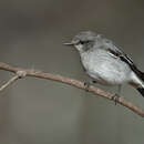 Image of Hooded Robin