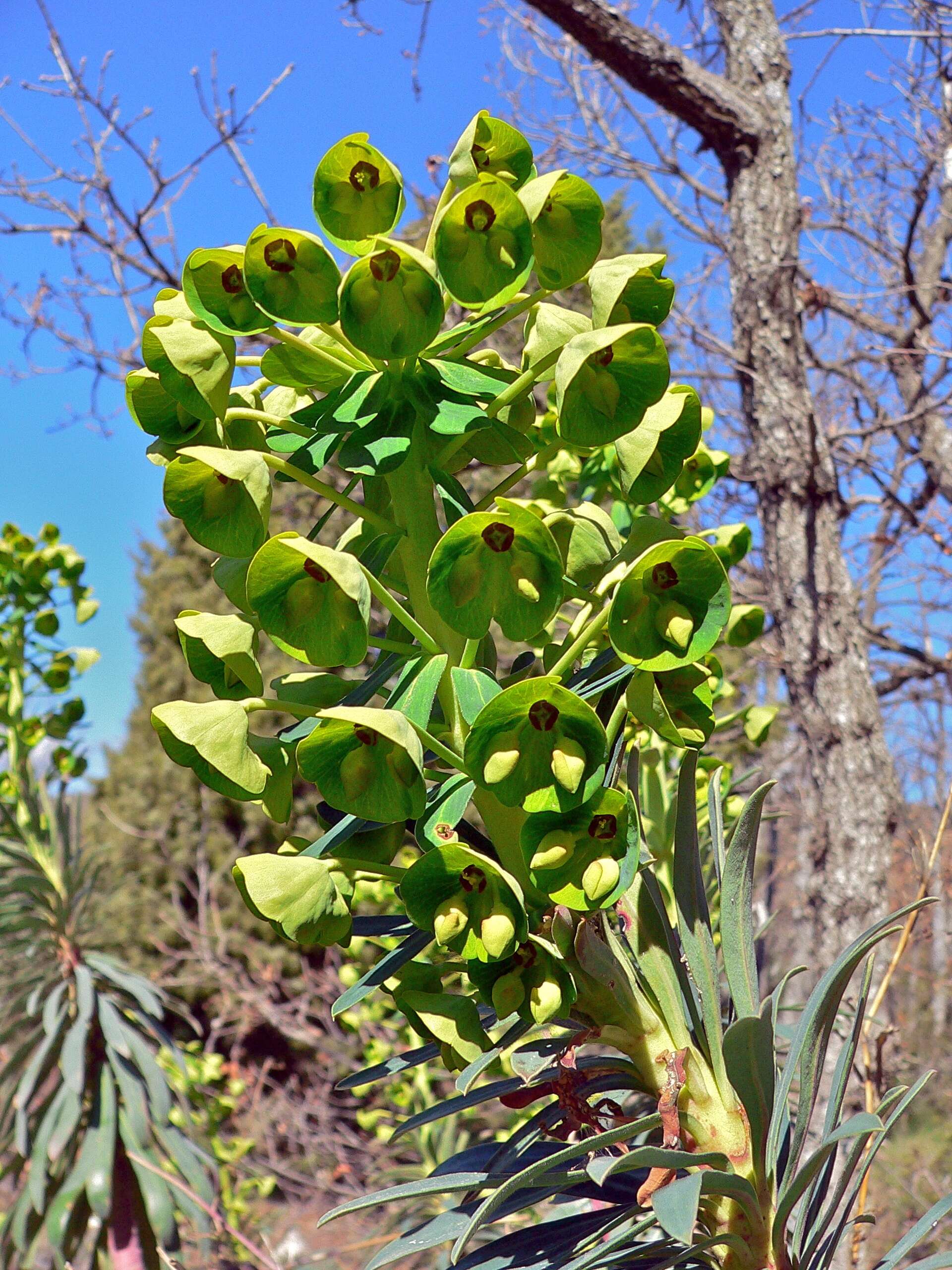 Image of Albanian spurge