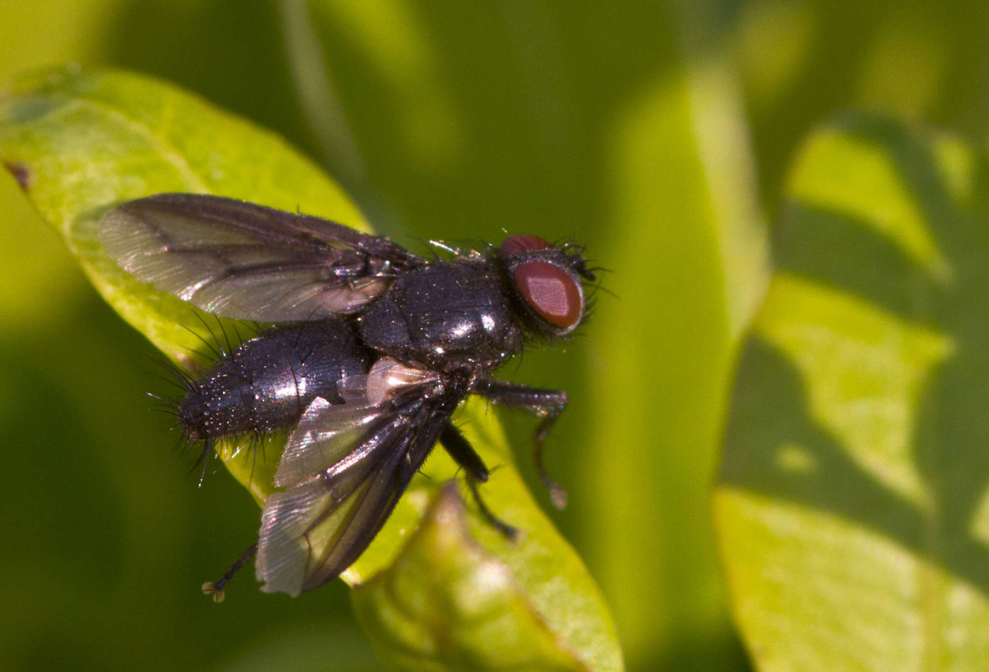 Image of flesh flies