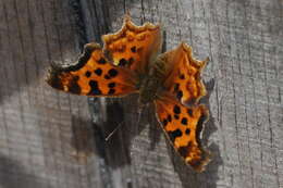 Слика од Polygonia satyrus Edwards