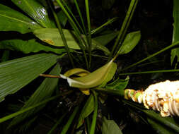 Image of Cyclanthus