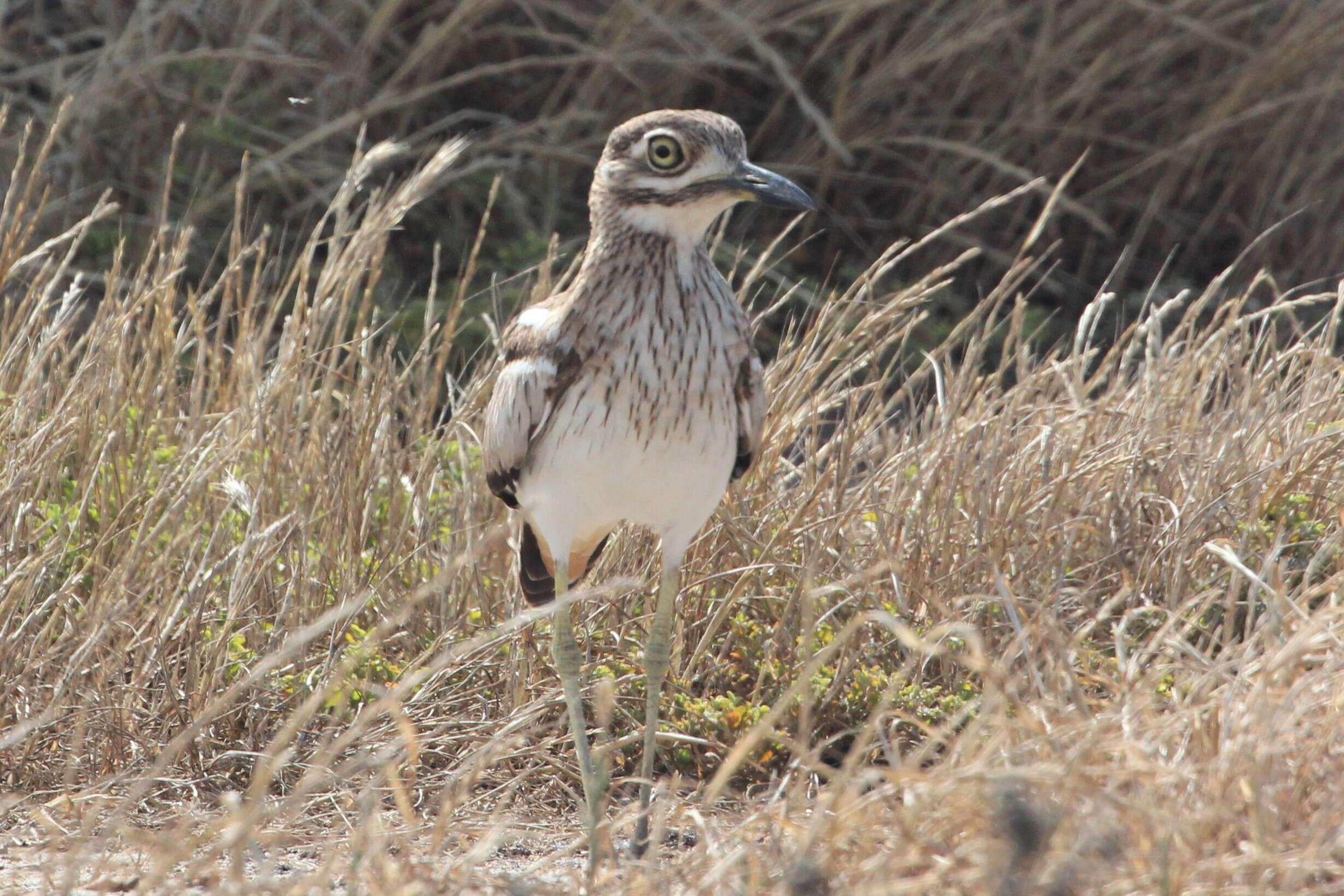 Image of stone-curlews