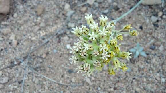 Image of milkweed