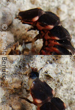 Image of common glow-worm