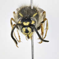 Image of Yellowjackets