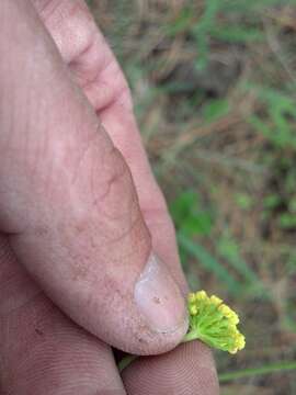 Image of Great Basin desertparsley