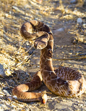 Image of Red Diamond Rattlesnake