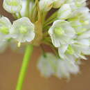 Image de Allium stearnii Pastor & Valdés