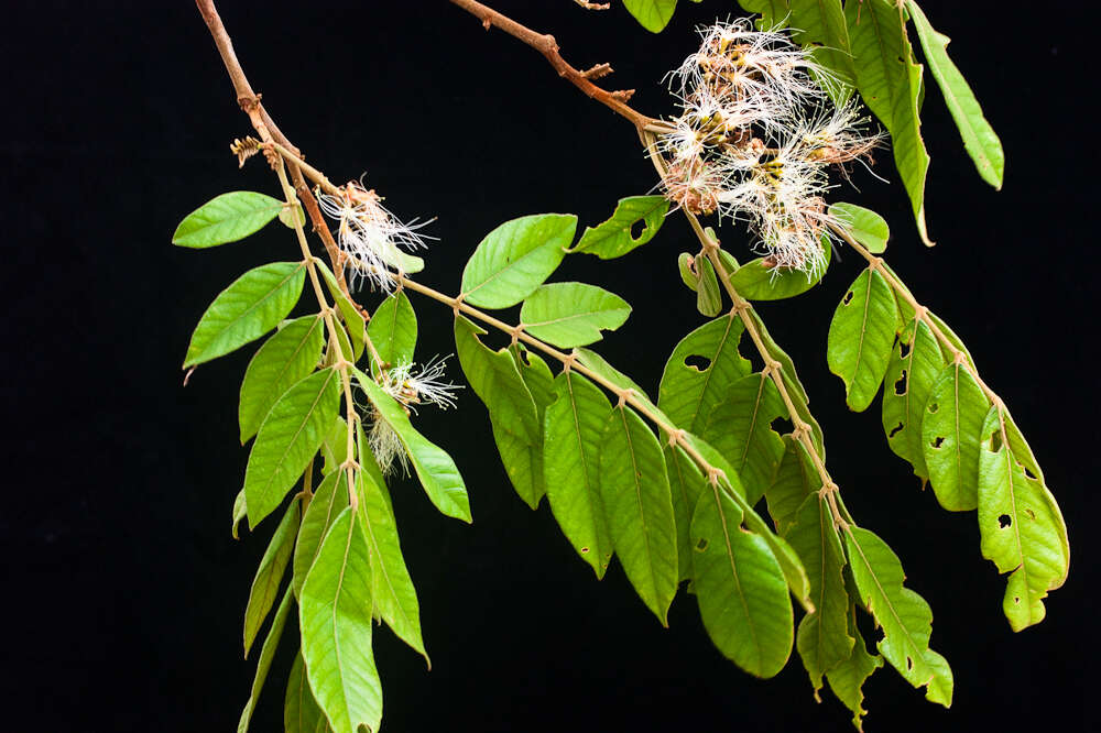 Imagem de Inga cocleensis Pittier