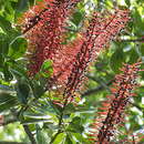 Image of Schwartzia brasiliensis (Choisy) Bedell ex Gir.-Cañas